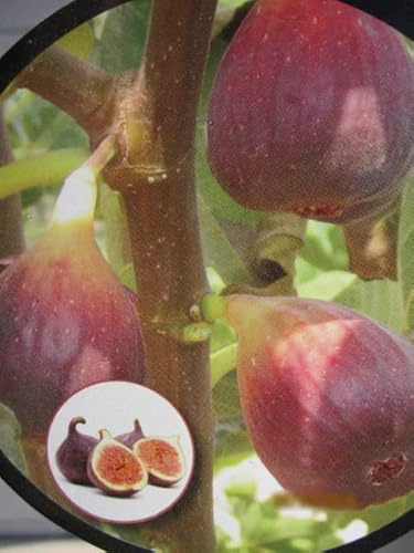 Feige Madeleine de deux Saisons - Ficus carica - 40-50cm - selbstfruchtend