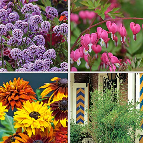 Nurserymans Choice Large Plant Collection End of Season Nursery Sale Lucky Dip Plants Easy to Grow Your Own Outdoor Garden Flowers Ready to Plant UK, 2X 1-Litre Potted Plants by Thompson & Morgan