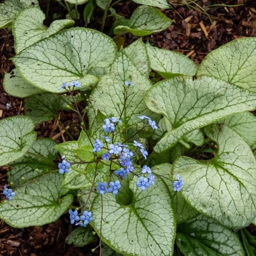 Bloomique - 3er - Set - Brunnera macrophylla - Kaukasisches Vergissmeinnicht - Gartenpflanze - Reichblühend - Winterhart - Mehrjährig - Höhe 10-20 cm - 9 - cm - Topf