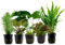 Aquarium Samen Bodendecker Pflanzen Set Aquariumpflanzen Wasserpflanzen Praktische Geschenke Seltene Pflanzen Nachhaltigkeit Pflanzensamen Geschenk Luftreinigende Zimmerpflanzen 150Stück