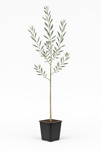 Myoshome - Olivo Arbequina natural 130 cm en maceta 14 x14 cm, Planta de olivo natural para jardín, terraza o huerto urbano, Árbol frutal de exterior resistente – Olivo Arbequina (Olea europaea)