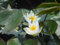 WASSERPFLANZEN WOLFF - Zwergseerose im Pflanzkorb - Nymphaea 'Walter Pagels', weiß - Zwerg-Seerose für Kübel und kleinere Teiche, Winterharte Teichpflanze, Seerose des Jahres 2006