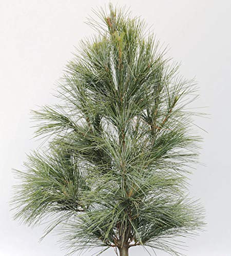 Silberkiefer 15-20cm - Pinus sylvestris - lebende Gartenpflanze aus den Baumschulen