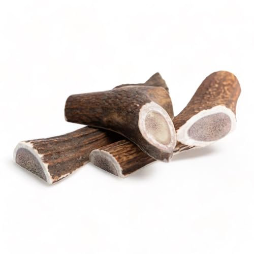 Dilecti Natürliches geteiltes Geweih für Hunde – reich an Proteinen und Mineralien, perfektes Hundegeweih-Kauen für Zahnpflege, Zahnen und Langeweile, nahrhafte und leckere Hundeleckerlis – L, 3 Stück