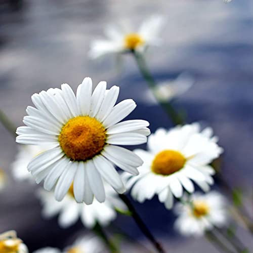 Semi Di Margherita Fiore Prato Decorazione Floreale Decorazione Da Giardino Per Esterni Semi Di Fiori Perenne Hardy Semi Fiori Selvatici Regalo Fiori Balcone Decorazione Floreale 500 Semi Margherita