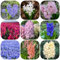 20 piezas bulbos de flores bulbos de jacinto resistentes perennes - maceta interior bonsai bulbo de flor de bonsái, Hyacinthus orientalis, maceta de bonsái plantas de interior