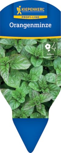 Orangenminze Mentha x piperita 12 cm Topf fruchtiges Orangenaroma | Aromatische Kraeuterpflanze, ideal fuer Tees und Desserts, pflegeleicht, sonniger bis halbschattiger Standort