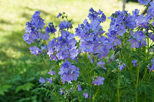 Polemonium caeruleum, Jacobs Ladder 50 Seeds - Perennial, Intensive Blue Colour