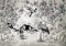 Fototapete Kranich Japan Asien Orient Vögel Wohnzimmer Schlafzimmer Vlies Tapete Wandtapete Latexdruck UV-Beständig Geruchsfrei Hohe Auflösung Montagefertig (13947, V8 (368x254 cm) 4 Bahnen)