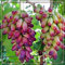 Winterhart Mehrjährig,Weintrauben Kernlos Kernlose Weinreben Pflanzen,Tafel-Traube,Tafel-Trauben Weinreben Vitis Vinifera,Weinreben Winterhart,Tafeltraube,Weintraube-3zwiebeln-b