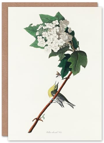 Artery8 John James Audubon Art Card Yellow Throated Vireo Bird