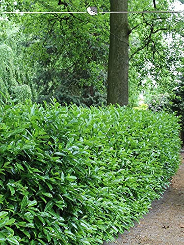 Kirschlorbeer Novita 100-120 cm IM TOPF. 3 St. Lorbeer = Sichtschutz Hecke