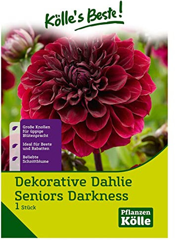 Dahlie 'Seniors Darkness', rot, 1 Blumenknolle