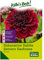 Dahlie 'Seniors Darkness', rot, 1 Blumenknolle