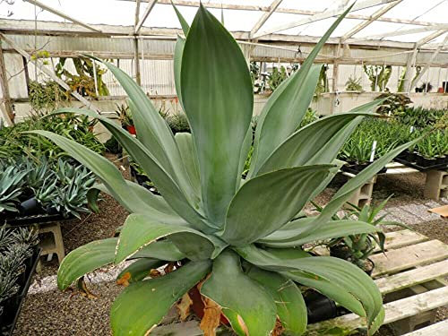 Agave Ellemeentiana Emerald Agave 250 fresh seeds;Seeds Only