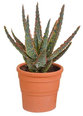 Sukkulente | Aloe | Aloë zebrina Dannyz in Terrakottatopf | 1 Stück | Ø 13 cm | ↕ 18 - 23 cm | Pflegeleichte Zimmerpflanze
