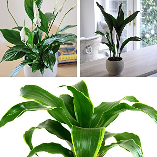 Almost Unkillable Houseplant Collection 3 Varieties Aspidistra elatior Dracaena fragrans Tornado Spathiphyllum Torelli Tender Perennial Easy to Grow Your Own 12cm Potted Plants by Thompson and Morgan
