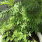 80 Stück Mint Huacatay Pflanzen grün:Seeds Only