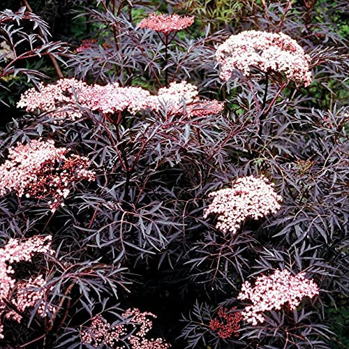 Sambucus NIgra Black Lace Elder Plant in a 9cm Pot Ready to Plant