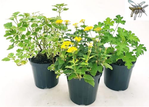 POWERS TO FLOWERS - TRIS PIANTE ANTIZANZARA: INCENSO, LANTANA e GERANIO PROFUMATO. Vaso 14cm diametro, Piante da balcone, piante vere