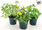 POWERS TO FLOWERS - TRIS PIANTE ANTIZANZARA: INCENSO, LANTANA e GERANIO PROFUMATO. Vaso 14cm diametro, Piante da balcone, piante vere