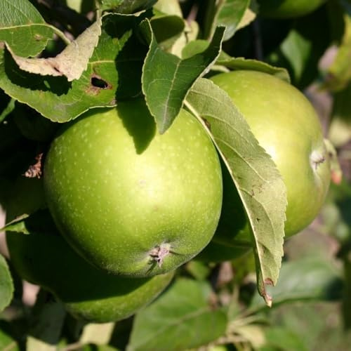 Plante Fruitière Pommier Granny Smith En Vase 20 Age 2/3 Ans (Photo Réelle)