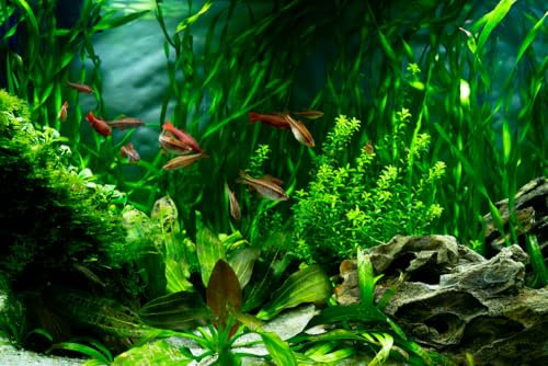 PondPlantsUK Mixed Amount of Tropical Aquatic Plants No Lead (25 Weighted Aquarium Plants (5 Bunches))