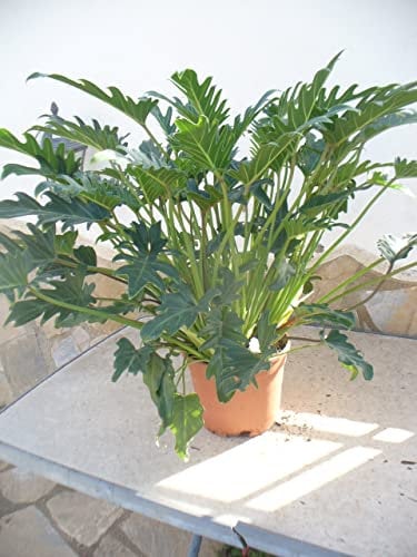 Thaumatophyllum xanadu (Philodendron) Imposante Zimmerpflanze