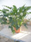 Thaumatophyllum xanadu (Philodendron) Imposante Zimmerpflanze