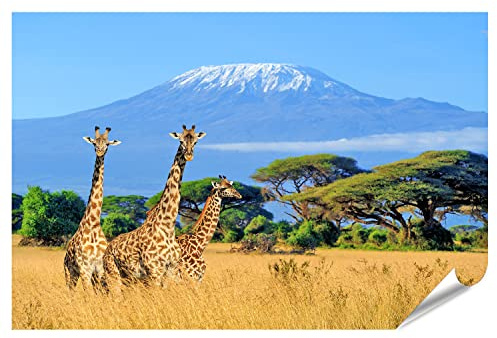 islandburner XXL Bild Poster Drei Giraffen Nationalpark Kenia Kilimanjaro Berg Hintergrund Afrika Premium Bilder Fotodruck