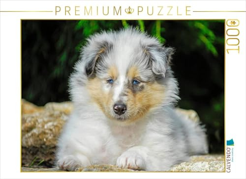 CALVENDO Puzzle EIN entzückender Kleiner Rüde | 1000 Teile Lege-Größe 64 x 48 cm Foto-Puzzle für glückliche Stunden