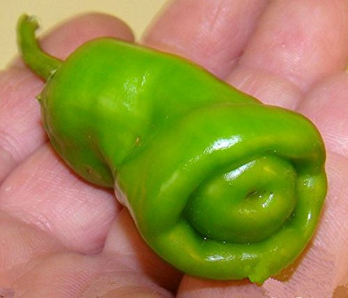 Penis Chili Red Hot Peter Pepper Samen 200pcs Gemüse & Obst Samen Die lustigste Paprika Bonsai Pflanzen Samen für Hausgarten Grün