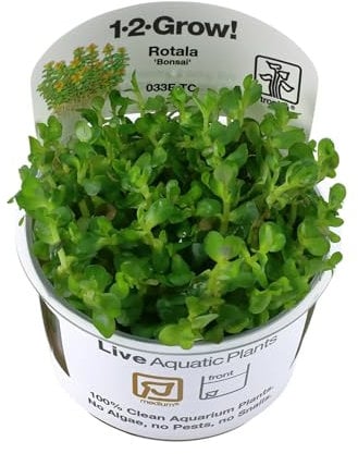 Tropica Rotala 'bonsai' 1-2-GROW!