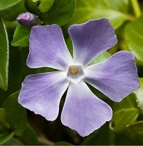 6x Großblättriges Immergrün - Vinca major - Topf 9x9cm