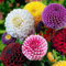 Tagetes-Samen, Blumensamen zum Bepflanzen (gemischte Farbe4), 50 Stück