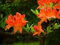Neue frische 100 Stück Azaleen-Blumensamen
