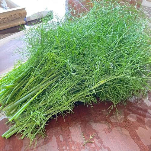 100 pcs Fenchel Saatgut - Fenchelsamen - bio samen gemüse alte sorten balkonpflanzen Fenchelsamen Bio - pflanzen samen indoor, kräutergarten geschenk gartengeschenke, hochbeet samen