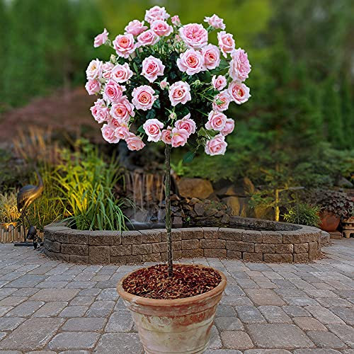 YouGarden Bare Root Standard Pink Rose Bush Patio Standard Rose Pink 60 to 70cm
