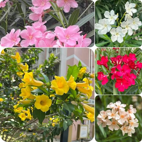25 pz semi di oleandro, fiori di campo, piante perenni resistenti Nerium oleandro, Balcone di fiori, semi di bonsai semi di fiori di campo perenni Semi di bonsai di fiori da giardino,