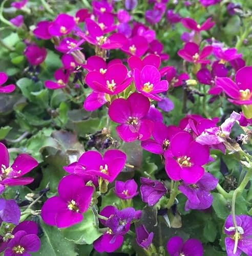 Gänsekresse Pinkie - Arabis caucasica - lebende Gartenpflanze aus den Baumschulen