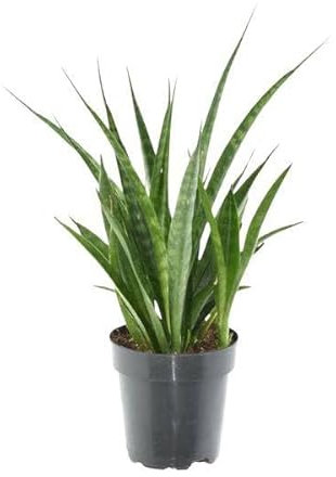 Sansevieria kirkii Friends - Bogenhanf - Zimmerpflanze - 38 cm - ø12cm