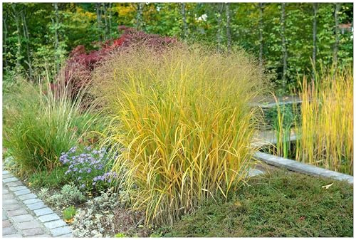 Stauden Gänge 5 x Panicum virgatum 'Strictum' Gelbe Rutenhirse winterhart | Gelbes Ziergras für Sonne, Blüte Juli bis Oktober, mehrjährig, 1 L Topf (11x11 cm)