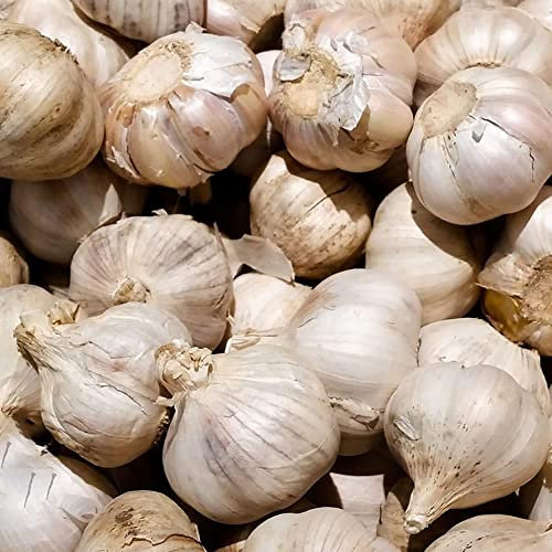 BRKENT Winterhart Zwiebeln Elefantenknoblauch WintergemüSe Balkon GemüSe Elefanten Knoblauch Pflanzen KräUtergarten KüChenkräUter GemüSepflanzen Garten Winterknoblauch 2 Steckknoblauch, Weiß