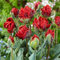Tulpen zwiebeln,blumenzwiebeln mehrjährig winterhart,dekorative blumen,pfingstrosen tulpenzwiebeln,seltene pflanzen,tulpen,Tulpenzwiebeln Mehrjährig,tulpen Zwiebeln Kaufen.-3zwiebeln-I