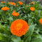 100 graines de fleurs de calendula fraîches