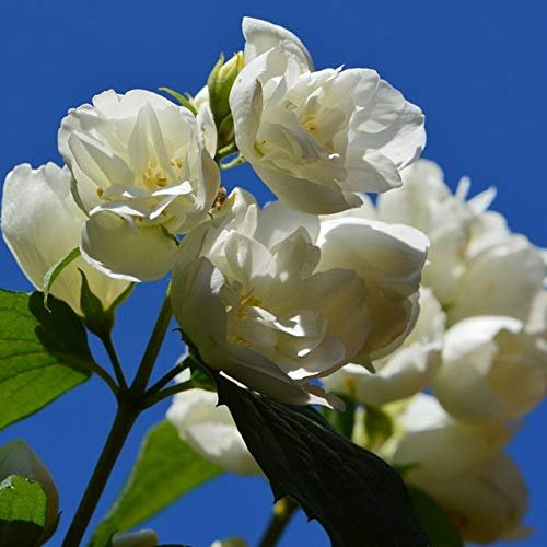 Duftender Gartenjasmin Schneesturm Falscher Jasmin gefüllte duftende Blüte ca. 60-100 cm 3 L Topf