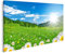 islandburner Bild auf Leinwand Frühling Alpen Wiese mit Blumen Himmel Blau Bilder Drucke Wandbilder Wanddekoration