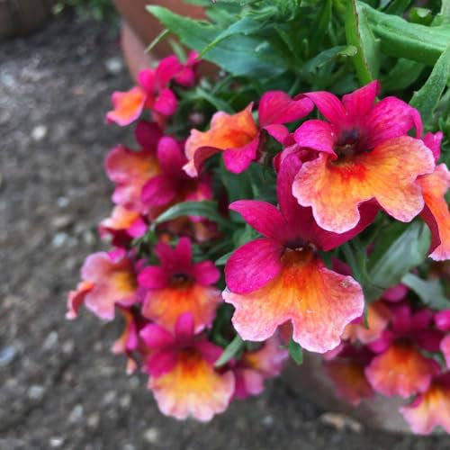 400 pcs elfenspiegel pflanze samen - gartenblumen,Nemesie wildblumensamen mehrjährig blumenwiese samen schmetterlingsflieder winterfeste pflanzen für balkon robuste balkonpflanzen