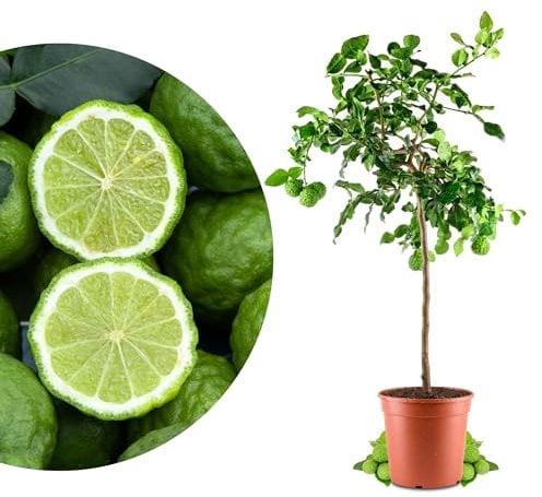 Meine Orangerie - Kaffir Limette Grande - Citrus Hystrix - Mauritius Papeda - Echte Kaffernlimette - Veredeltes Zitrus-Stämmchen in Gärtnerqualität - Höhe ca 110-130 cm