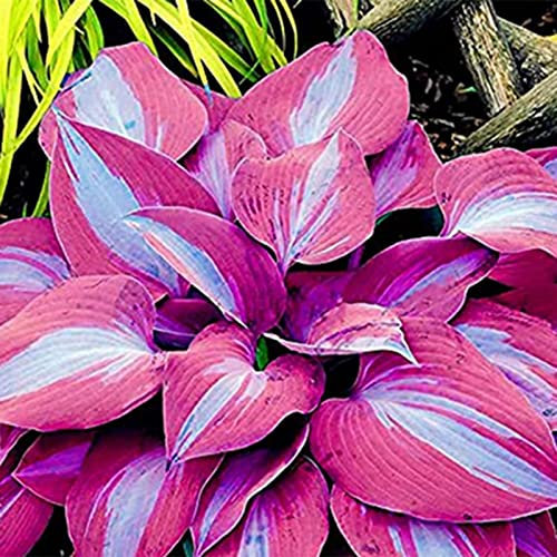 Haloppe 100 Unids Hosta owers Semillas de Plantas para la Plantación de Jardín en el Hogar, Hosta Seed 3 Colores Semillas de Flores Naturales para Jardín Violeta